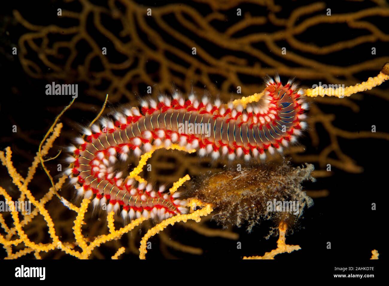 The bearded fireworm (Hermodice carunculata) is a type of marine ...