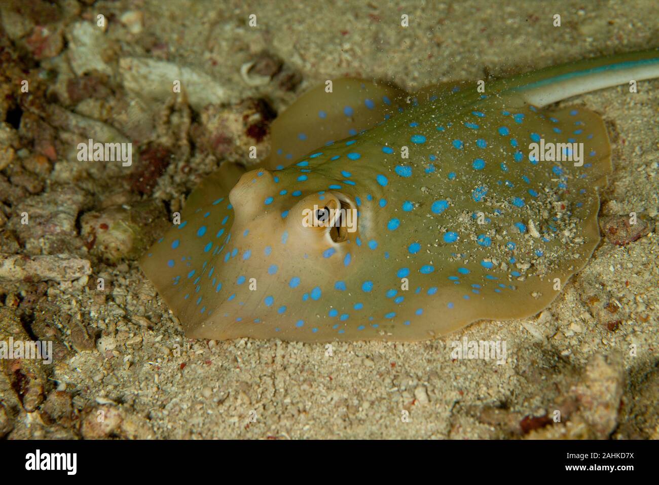 Ray fish spike hi-res stock photography and images - Alamy