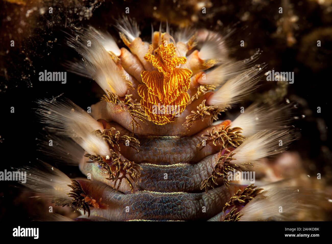 The bearded fireworm (Hermodice carunculata) is a type of marine ...