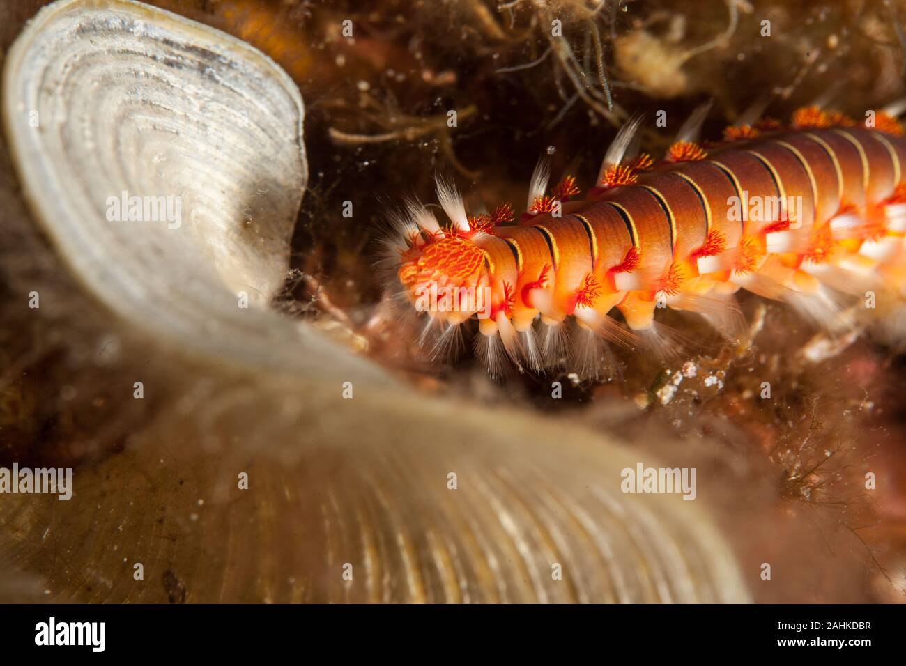 The bearded fireworm (Hermodice carunculata) is a type of marine ...