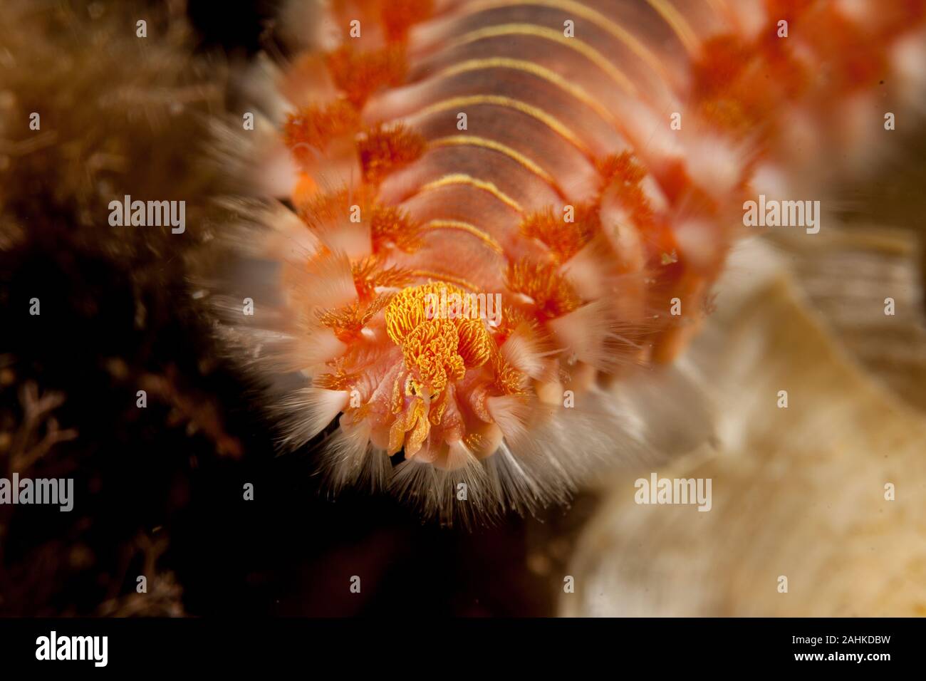 The bearded fireworm (Hermodice carunculata) is a type of marine ...