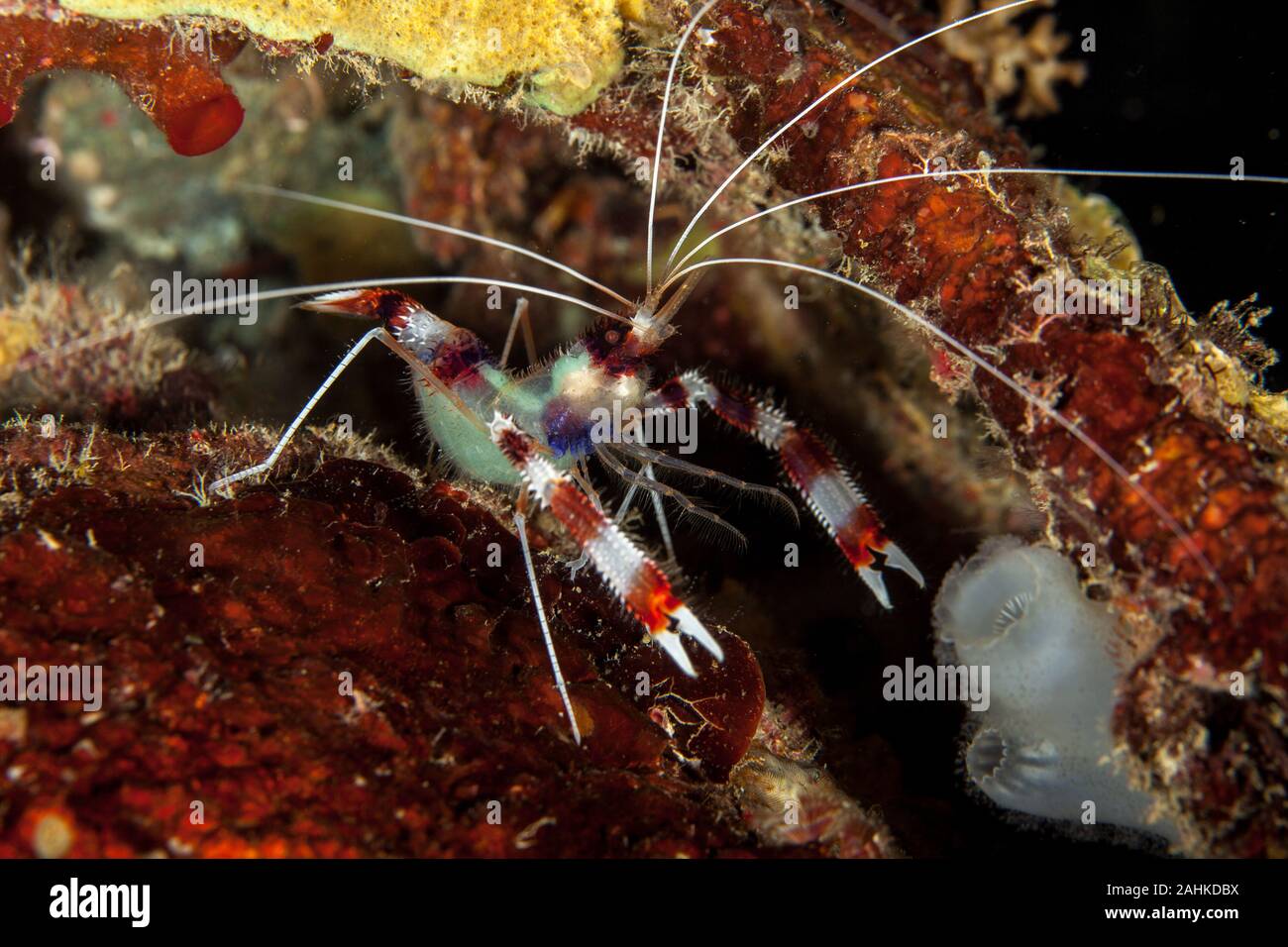 Banded Boxer Shrimp, Stenopus hispidus is a shrimp-like decapod crustacean belonging to the infraorder Stenopodidea Stock Photo