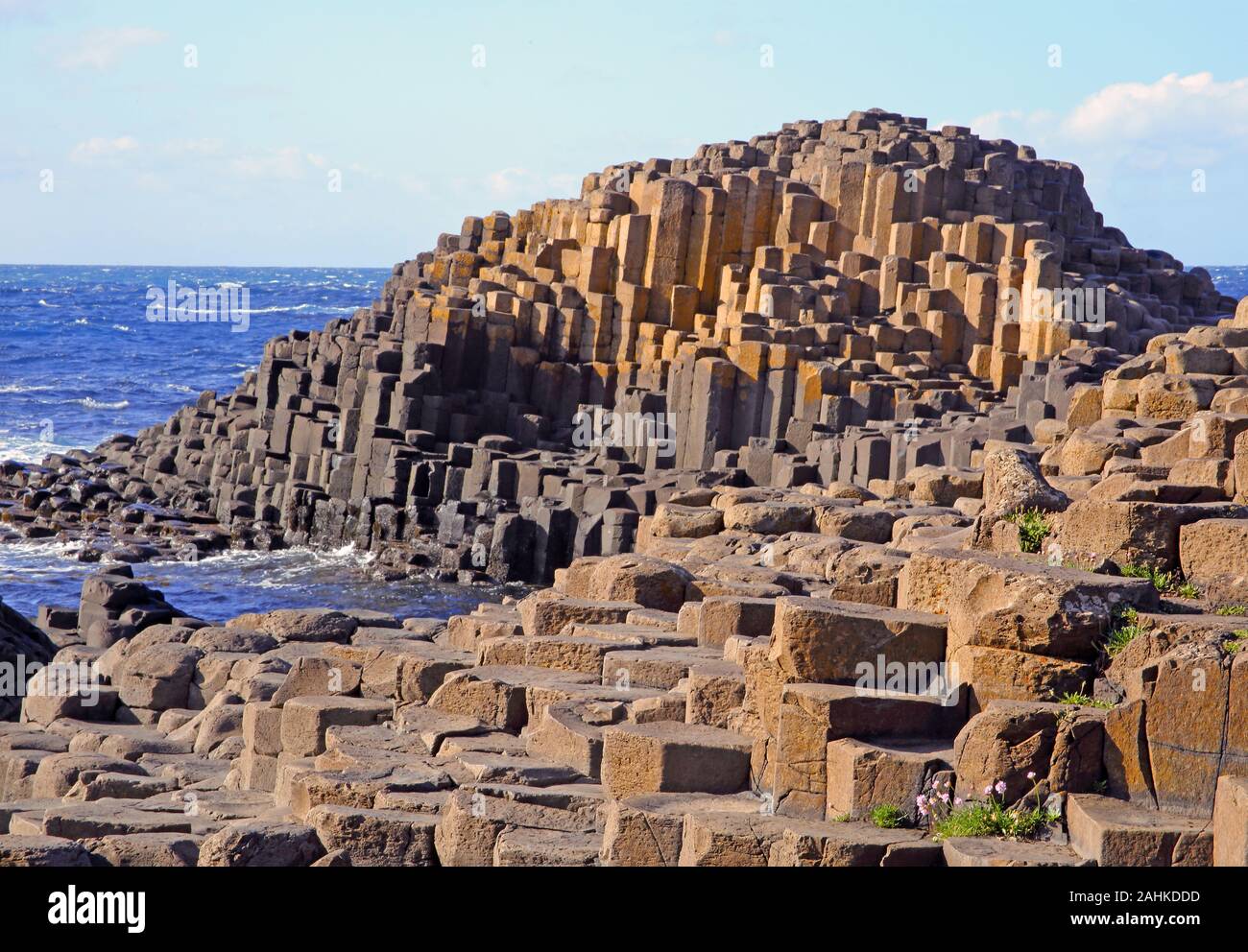 Basalt columns and stepping stones of Giant's Causeway with pink thrift flowers growing in the cracks forming the coastline, Giant's Causeway, County Stock Photo