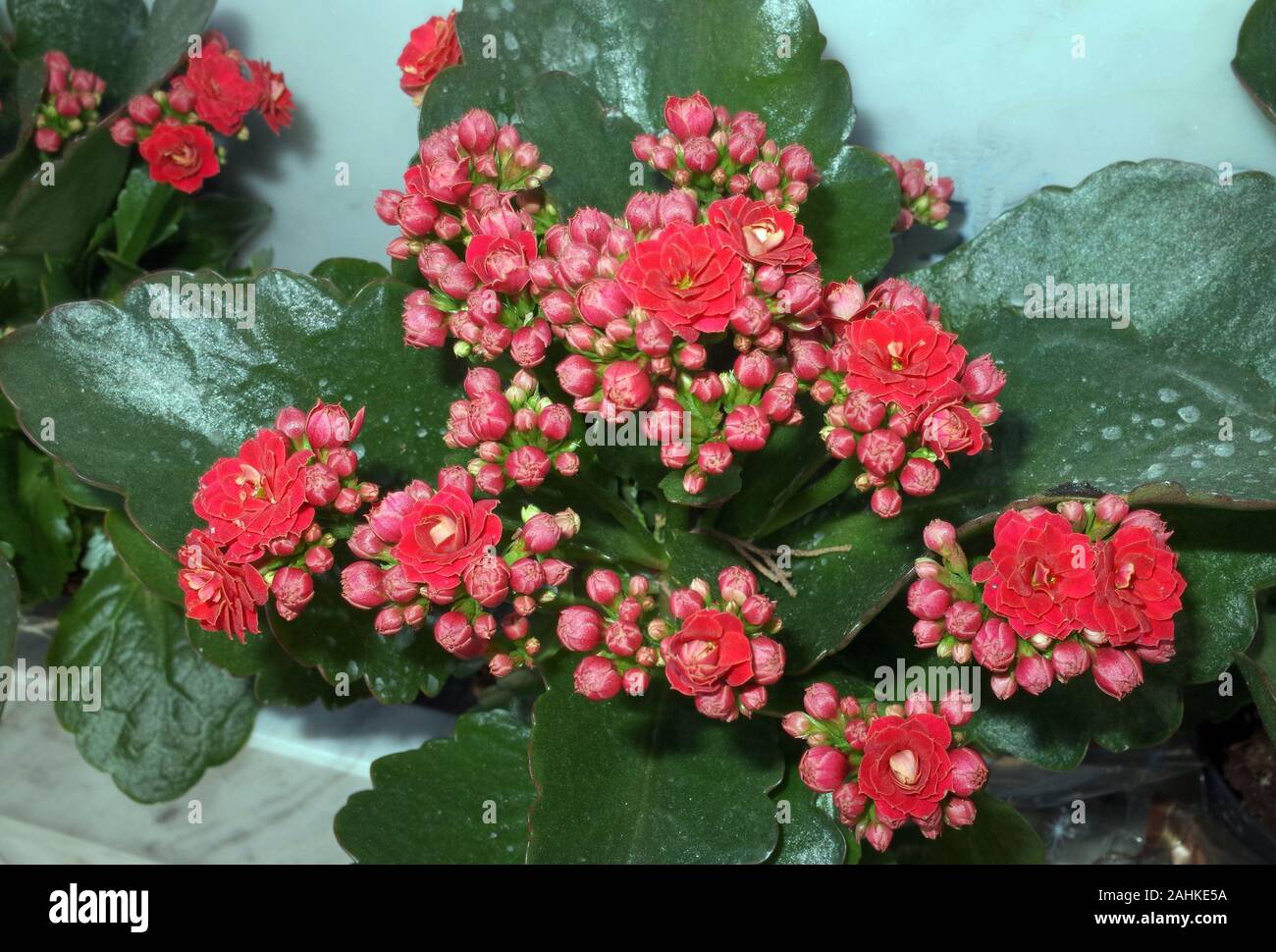 Calandiva blooming close-up Stock Photo