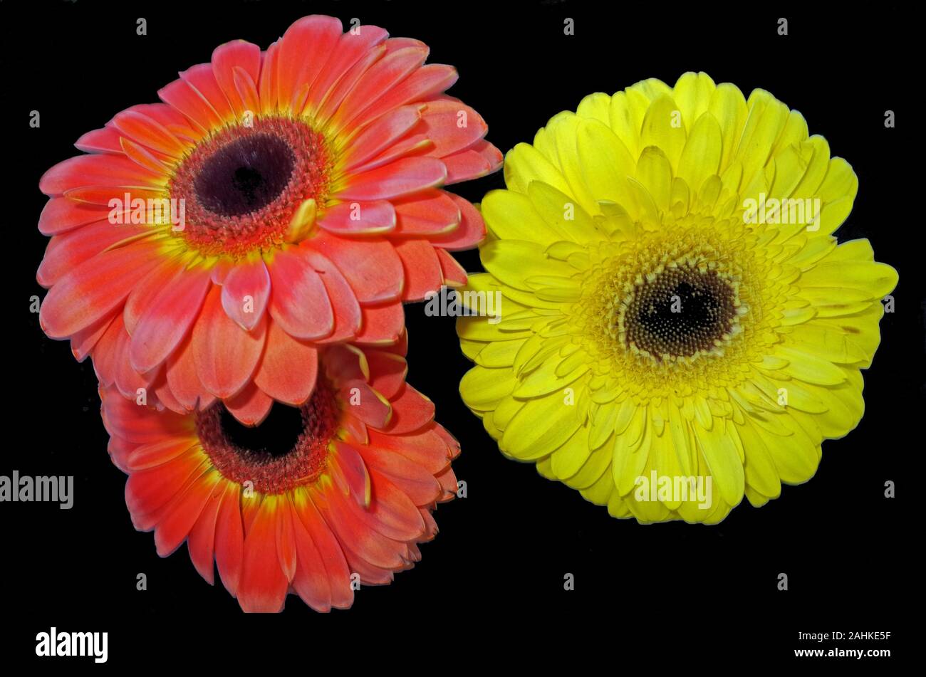 Gerber daisy flowers close-up Stock Photo