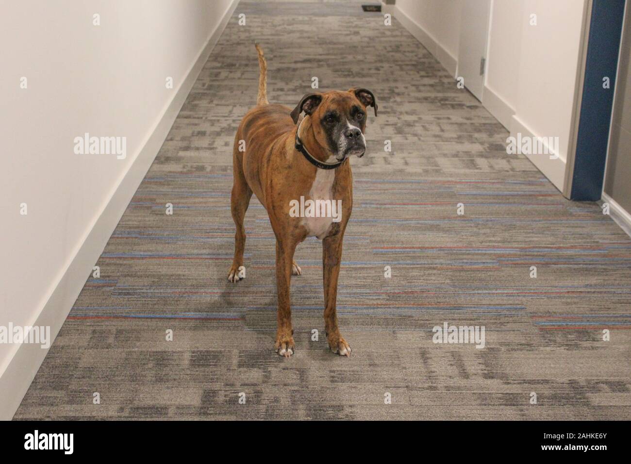 Boxer dog with brindle markings Stock Photo Alamy