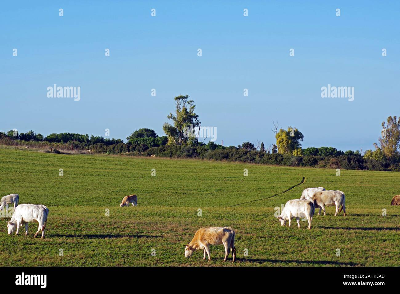 Sardinia countryside near Sassari, Italy Stock Photo