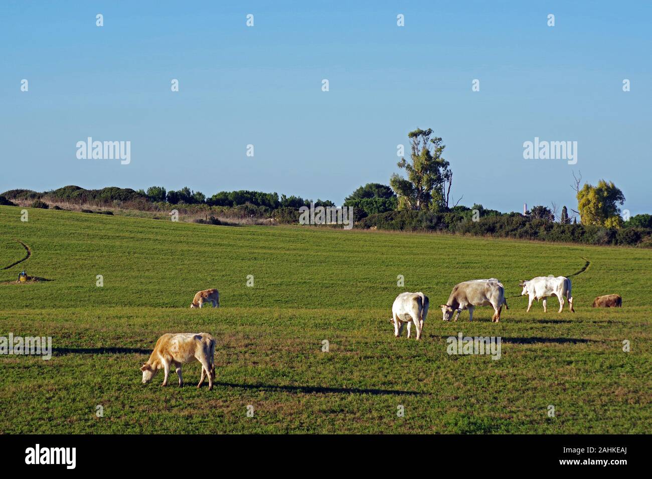 Sardinia countryside near Sassari, Italy Stock Photo