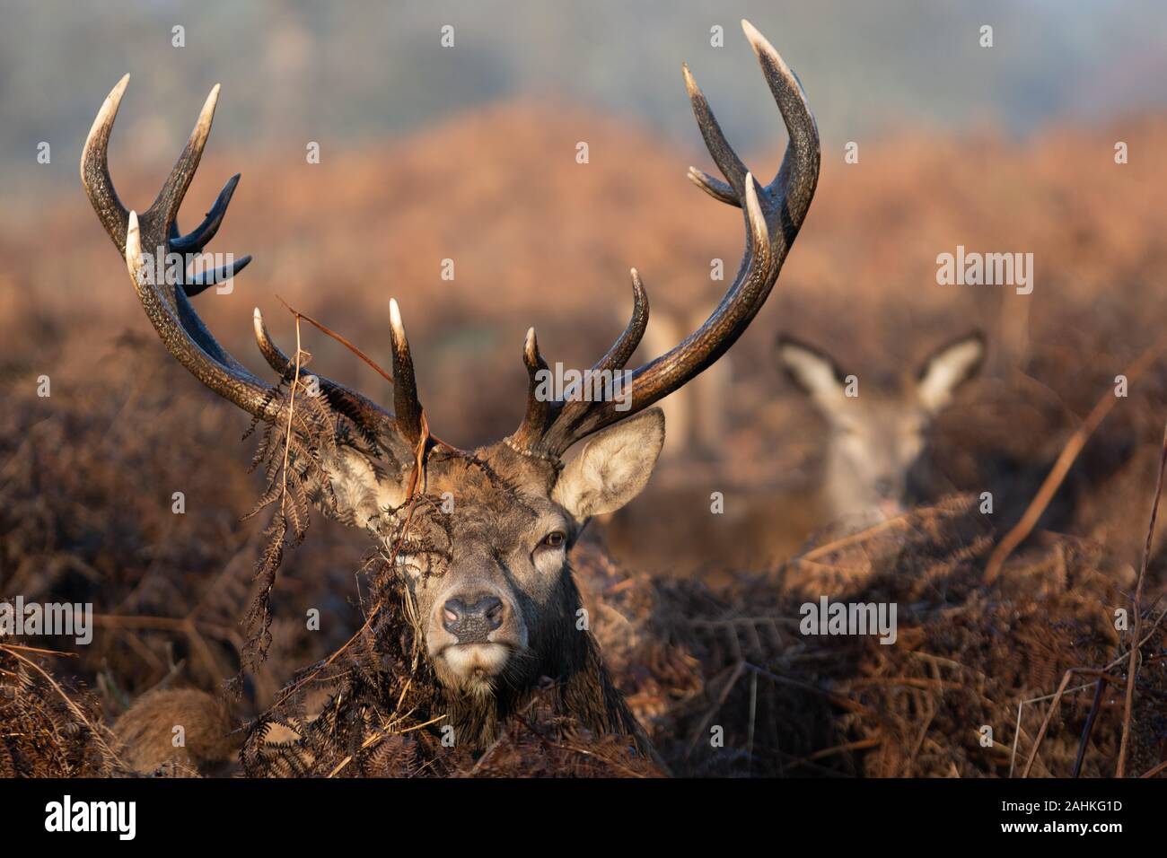 10 point stag hi-res stock photography and images - Alamy
