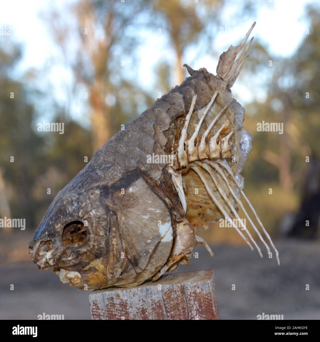 Dried head of a fish on a post near the Murray River in Australia Stock Photo