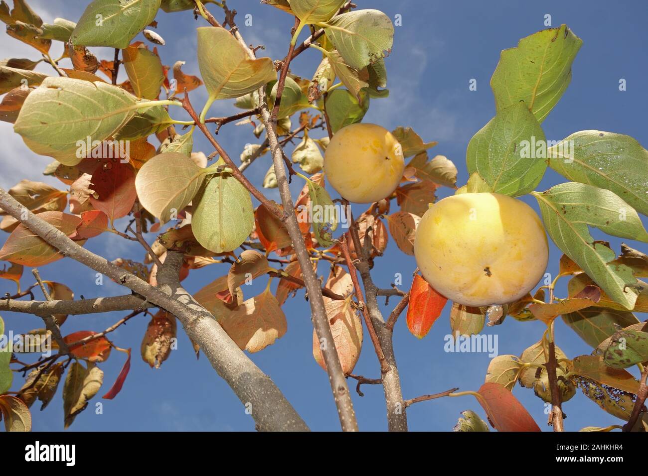 persimmon orange ripe fruits in autumn season Stock Photo