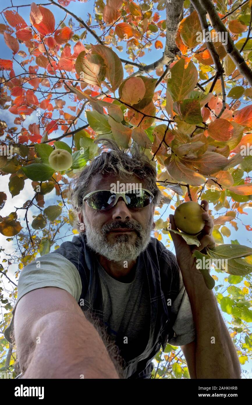 harvesting persimmon orange ripe fruits in autumn season Stock Photo
