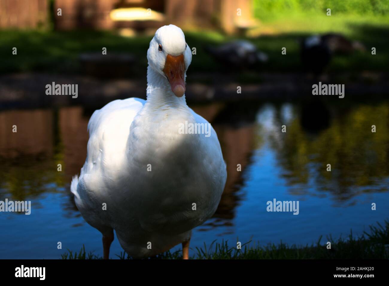 Aylesbury Duck - Anas platyrhynchos domesticus - Filey Bird Garden & Animal  Park Stock Photo - Alamy