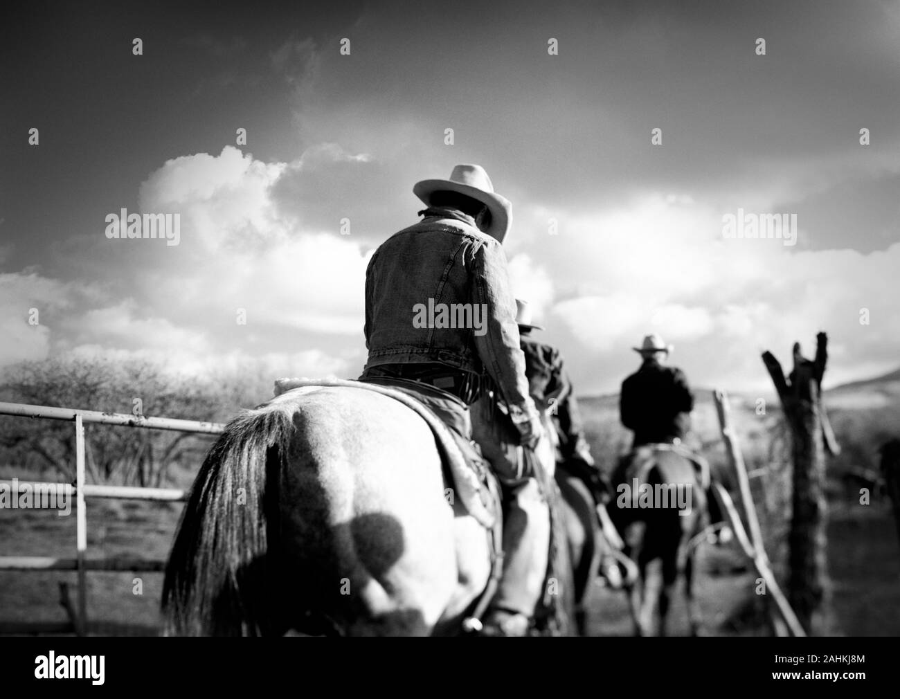 Adult cowboy horse ranch Black and White Stock Photos & Images Alamy