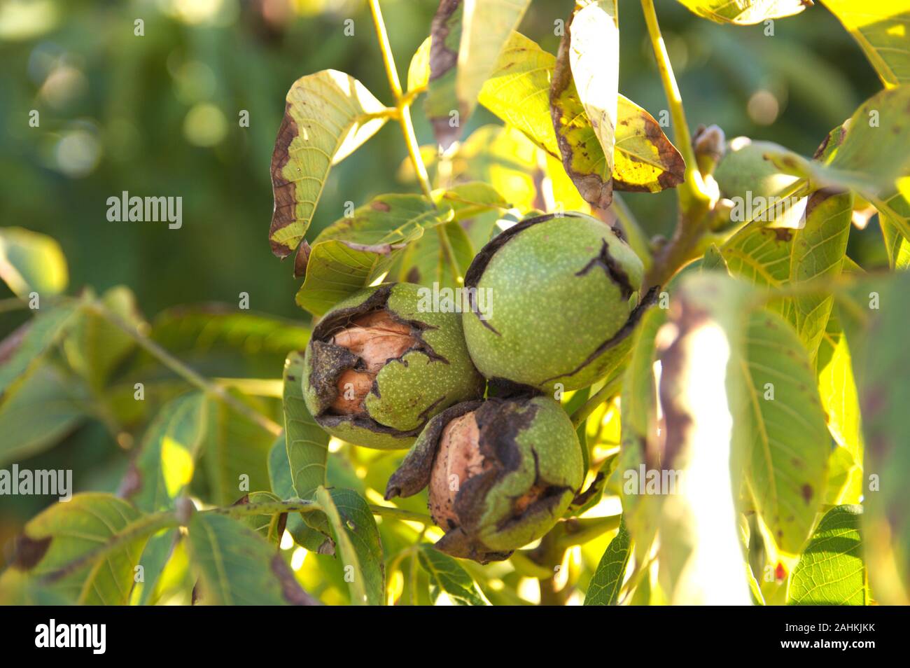 Close-up of a walnut branch in which there are still nuts in late summer Stock Photo