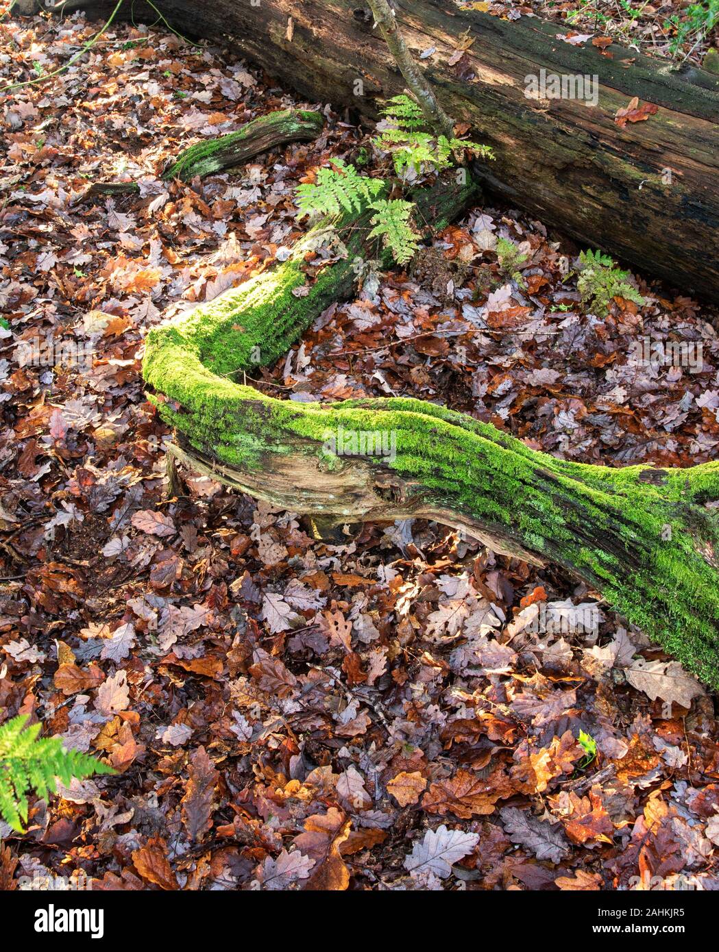 Natural recycling with moss covered branch on a leaf covered woodland floor and new growing fern, London, England, United Kingdom, Europe Stock Photo