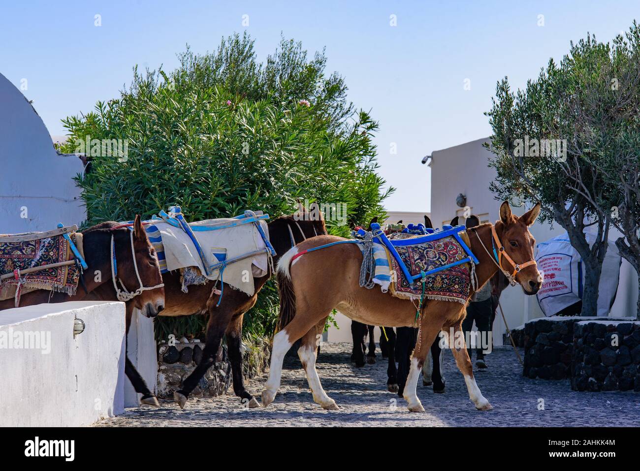 Donkeys carrying cargo in Oia, Santorini, Greece Stock Photo