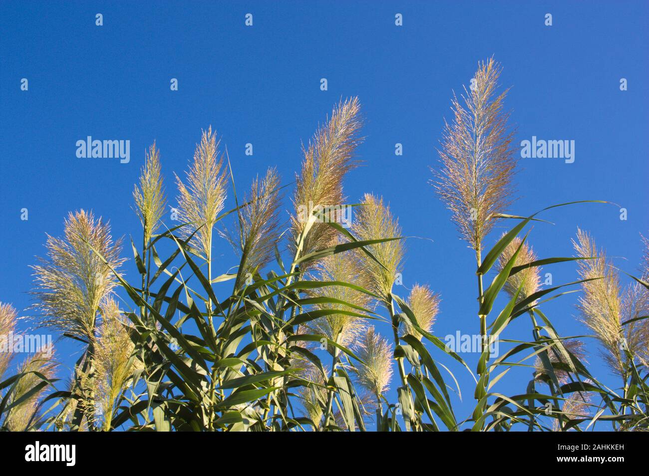 Reeds inflorescence hi-res stock photography and images - Alamy