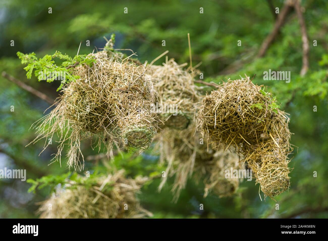 Bird nests in tree hires stock photography and images Alamy
