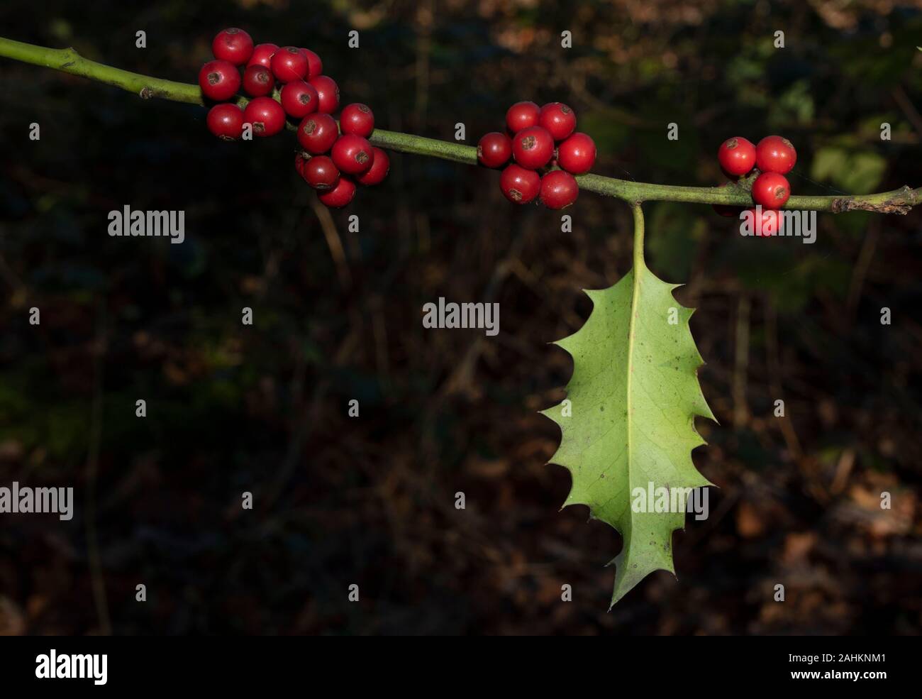 Holly with berries growing in a London woodland, England, United Kingdom, Europe Stock Photo