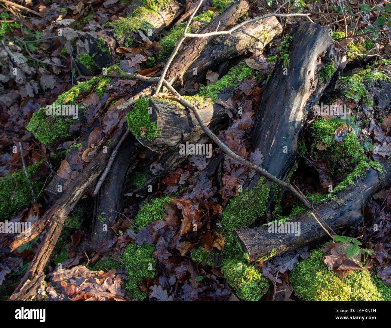 Abstract close-up natural portrait of wet cut branches part covered in moss, London, England, United Kingdom, Europe Stock Photo
