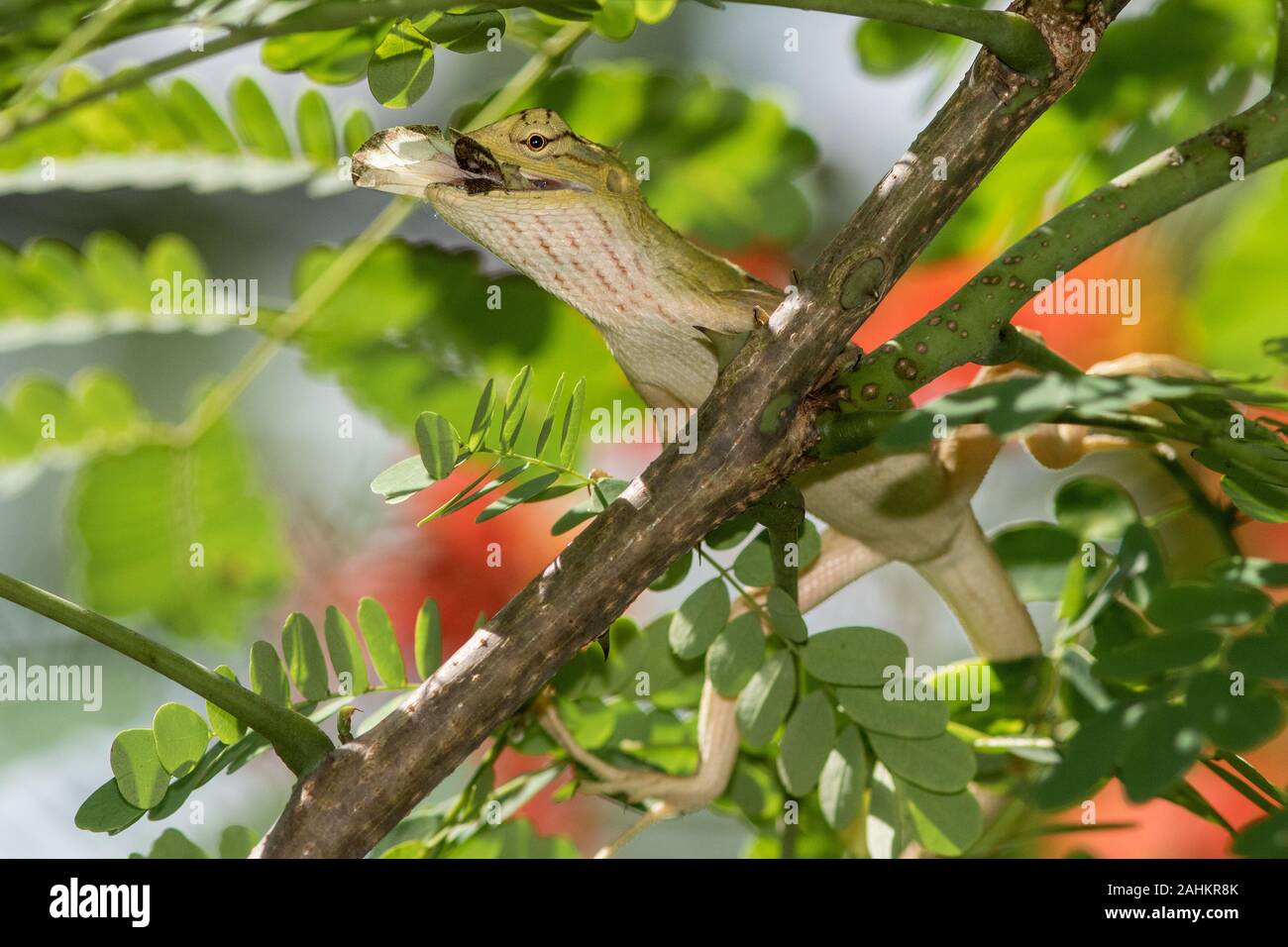 Female Changable Lizard eating butterfly Stock Photo Alamy