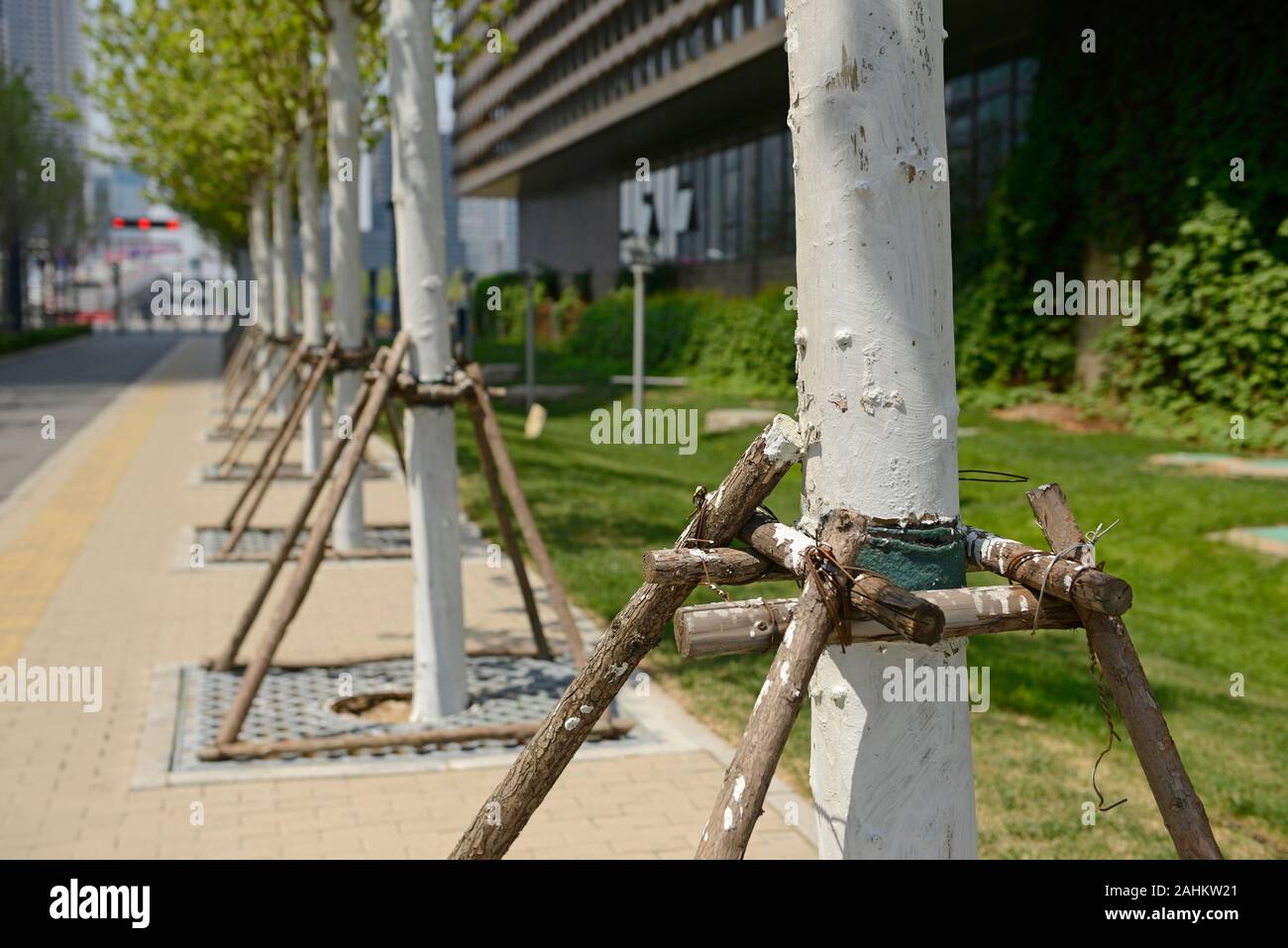 Newly staked trees line a path outside Binhai free trade zone headquarters office in Binhai district, Tianjin, China Stock Photo