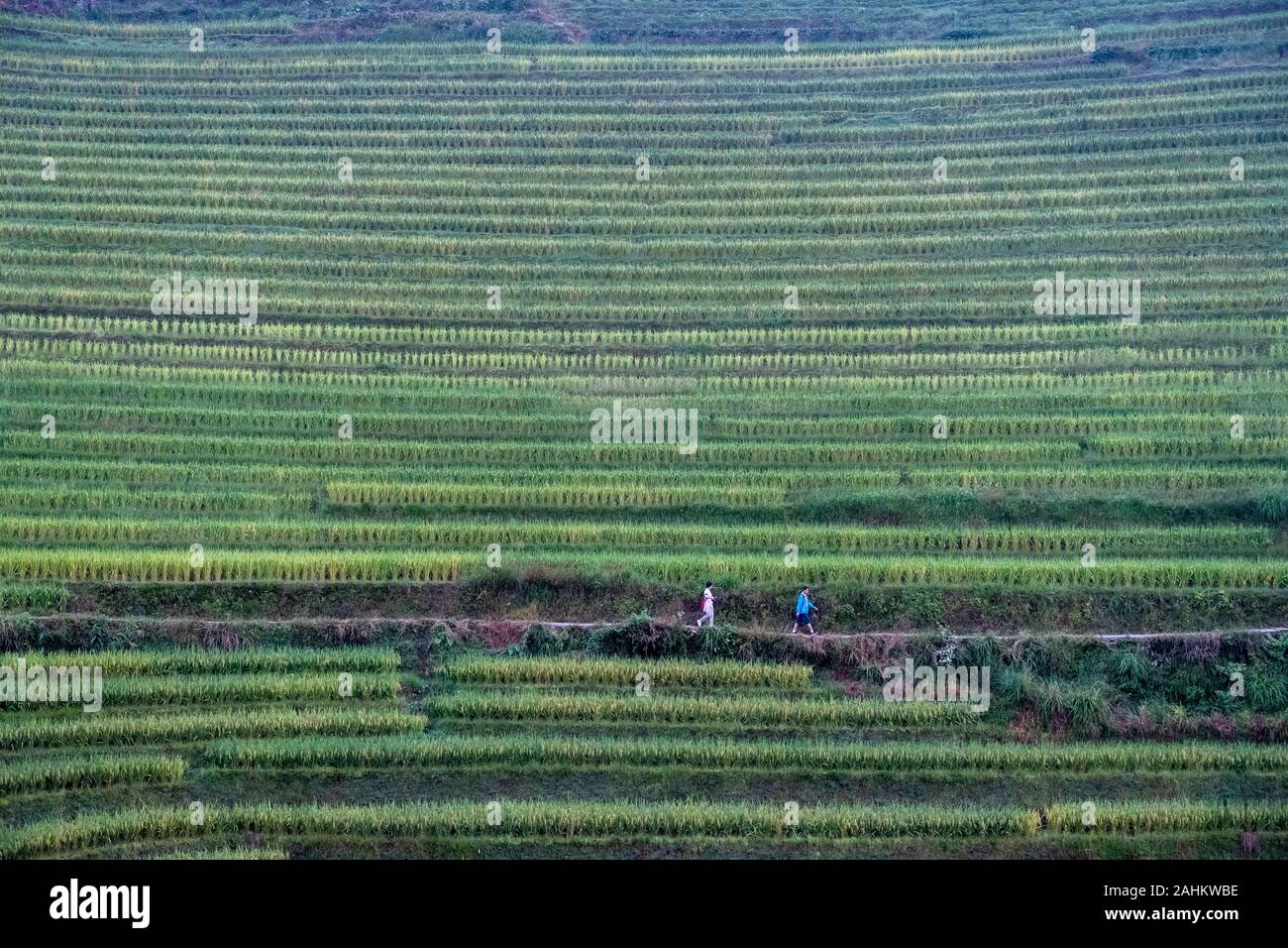 Chinese tourists walk through the Longji Rice terraces, Guangxi, China Stock Photo