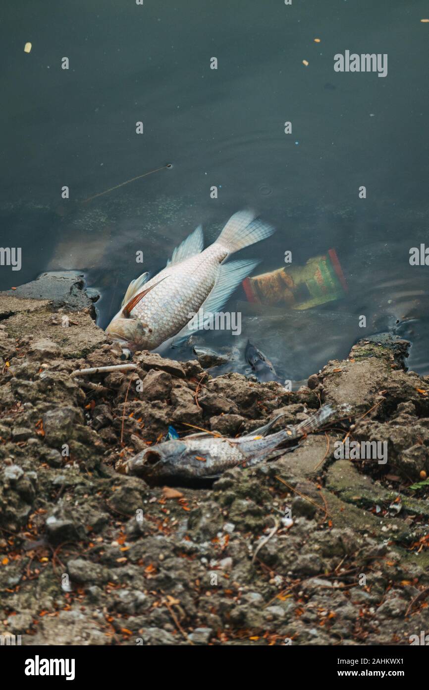 A plastic bottle and dead fish wash up on the shores of Hồ Tây Lake, Hanoi, Vietnam Stock Photo