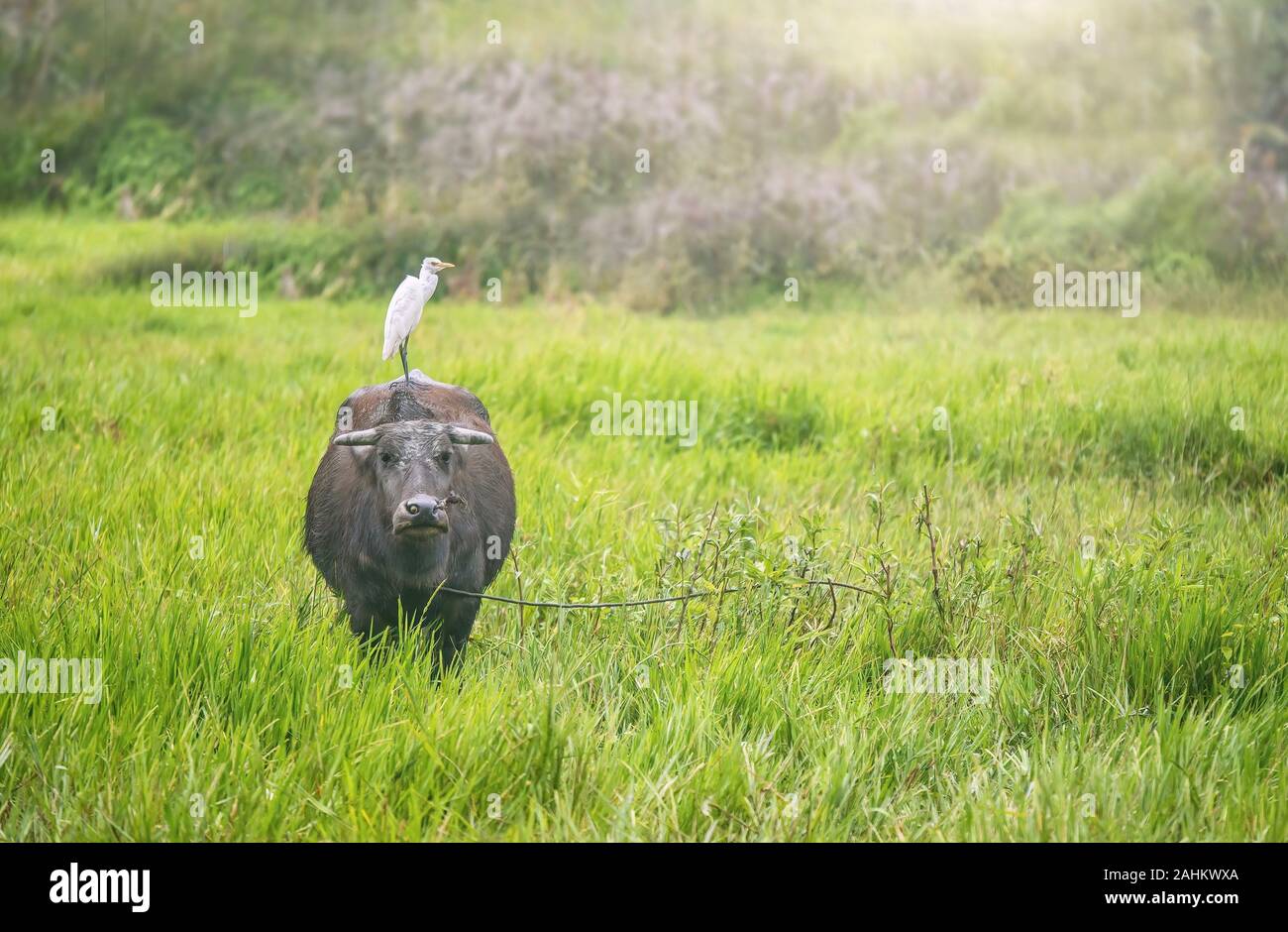 A carabao (Bubalus bubalis) standing in a field with a cattle egret on its back. This is the Philippines species of water buffalo. Stock Photo