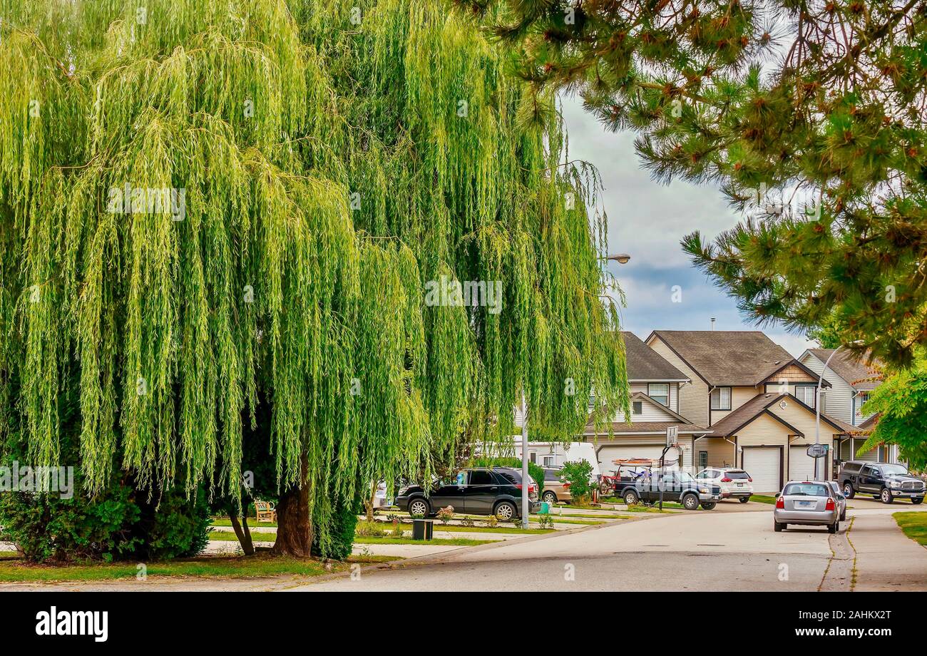 A beautiful large weeping willow tree on a suburban street in a friendly neighborhood in Surrey, British Columbia, near Vancouver, Canada. Stock Photo