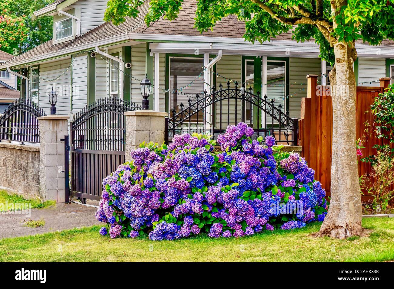 Street view of beautiful blue, purple, and pink hydrangea flowers blooming in a suburban neighborhood on a summer day, near Vancouver, Canada. Stock Photo