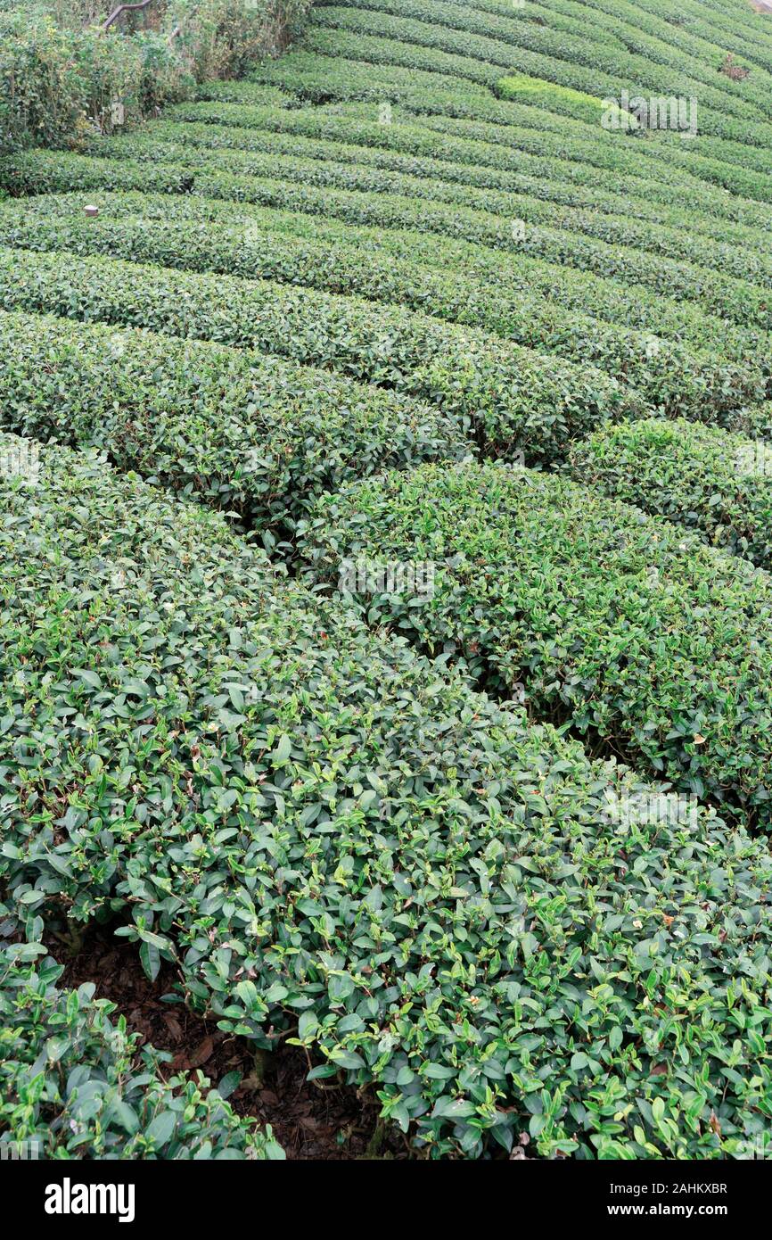 Beautiful green tea crop garden rows scene with blue sky and cloud ...
