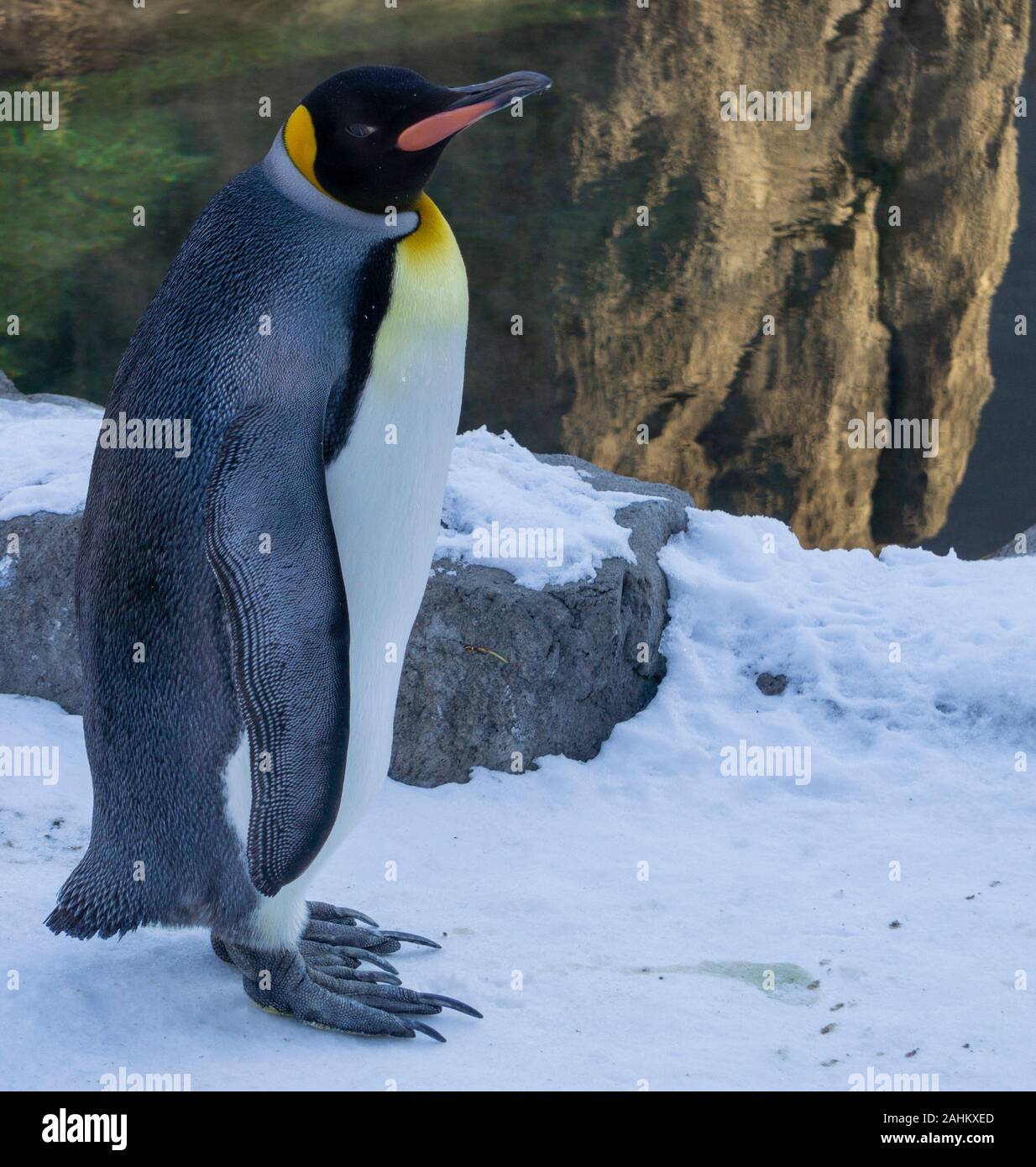 King Penguin Calgary Zoo Stock Photo - Alamy