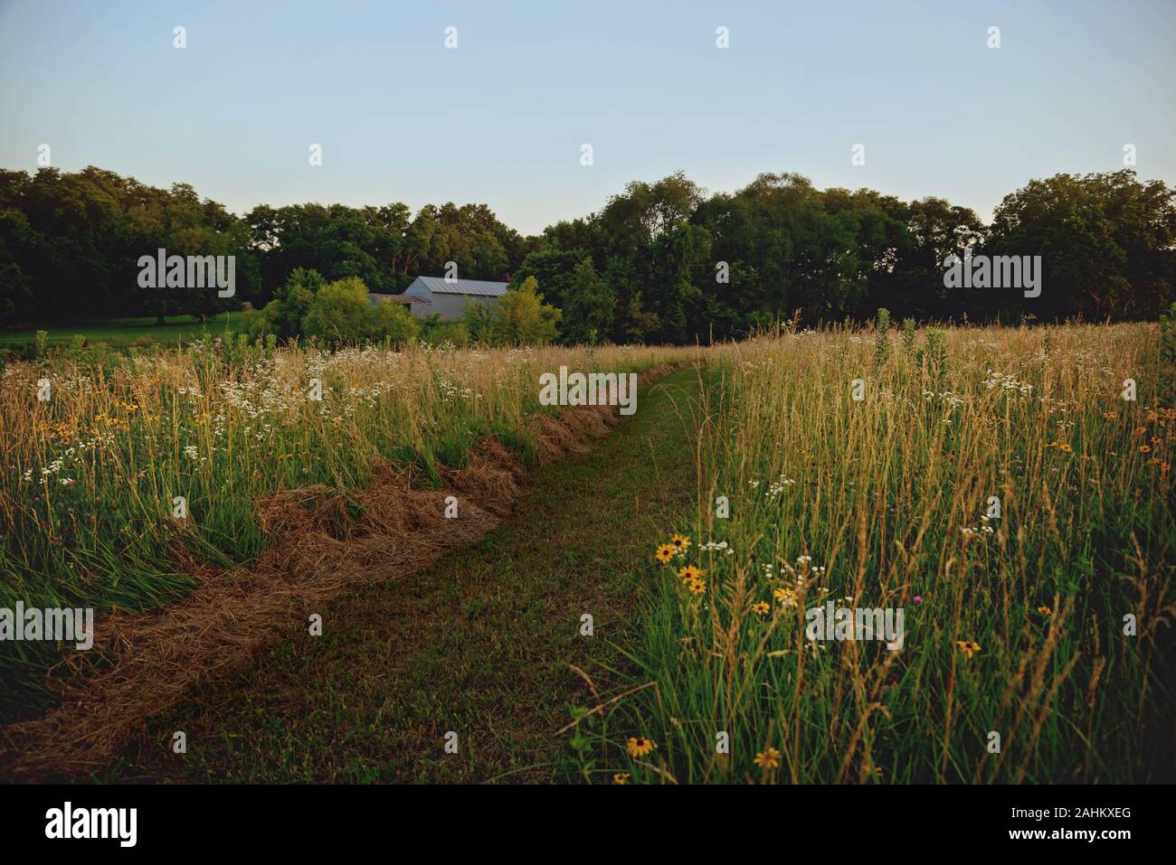 path in field of wildflowers leading to barn Stock Photo