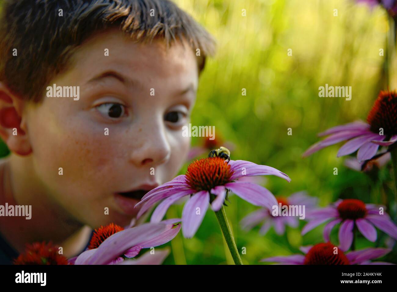 Young and curious boy checks out a bumblebee pollinating a purple Coneflower in the Summertime Stock Photo