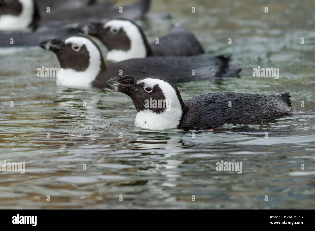 African Penguins (Spheniscus demersus) in water Stock Photo