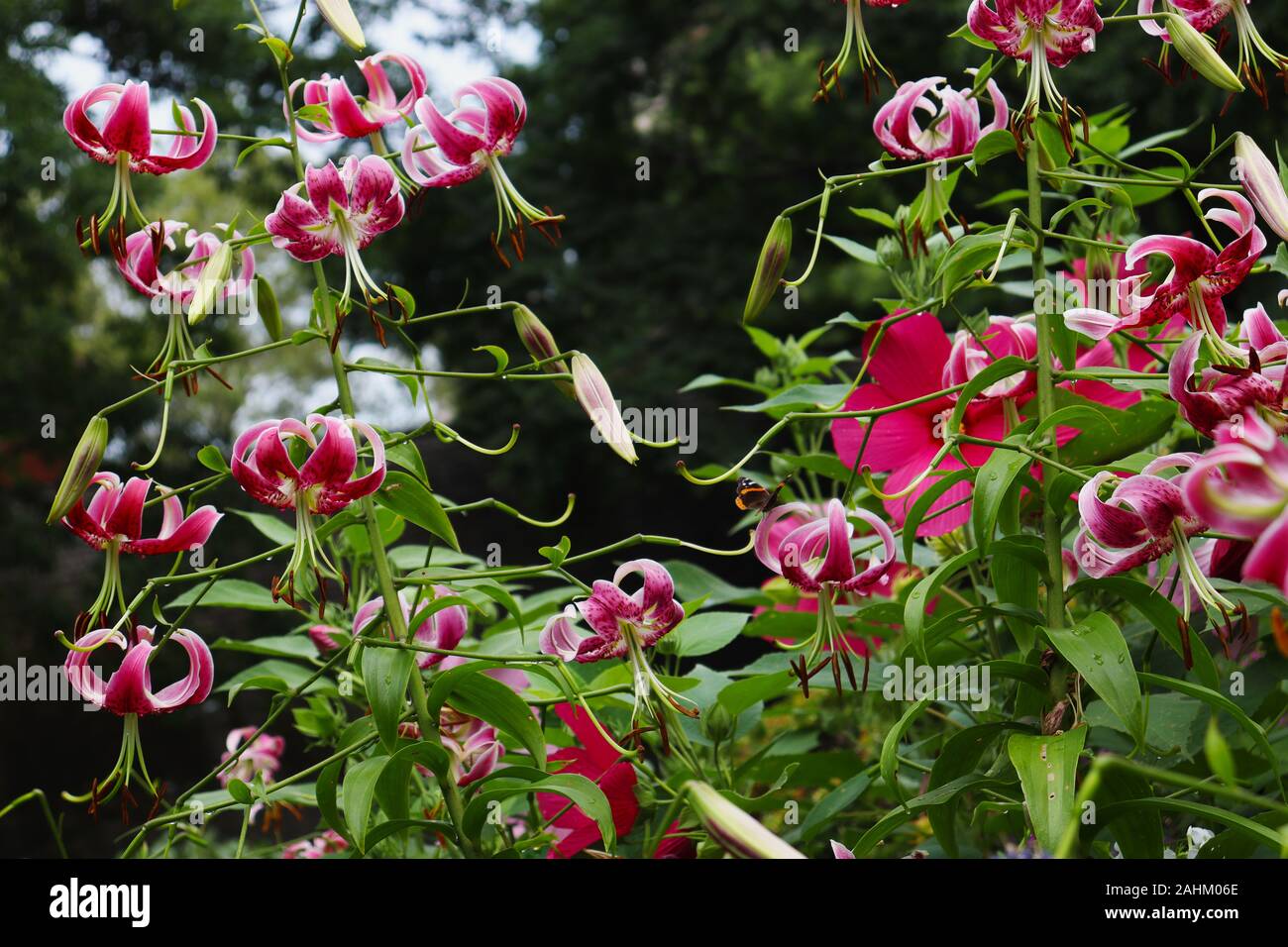 Public park beautiful pink flowers hi-res stock photography and images ...