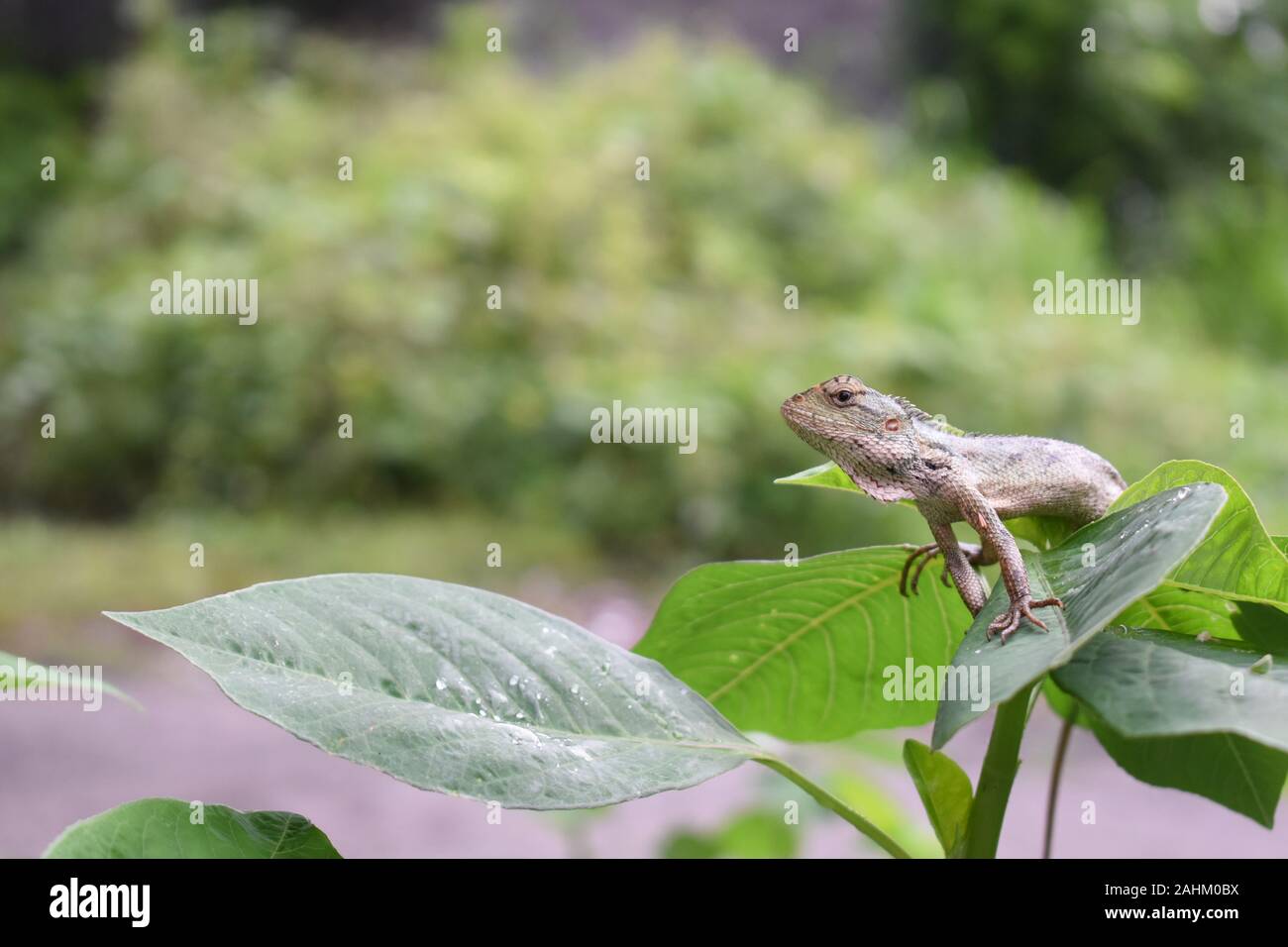 Sun Bathing Lizard Eastern garden lizard (Calotes versicolor) sun bathing in the morning ...