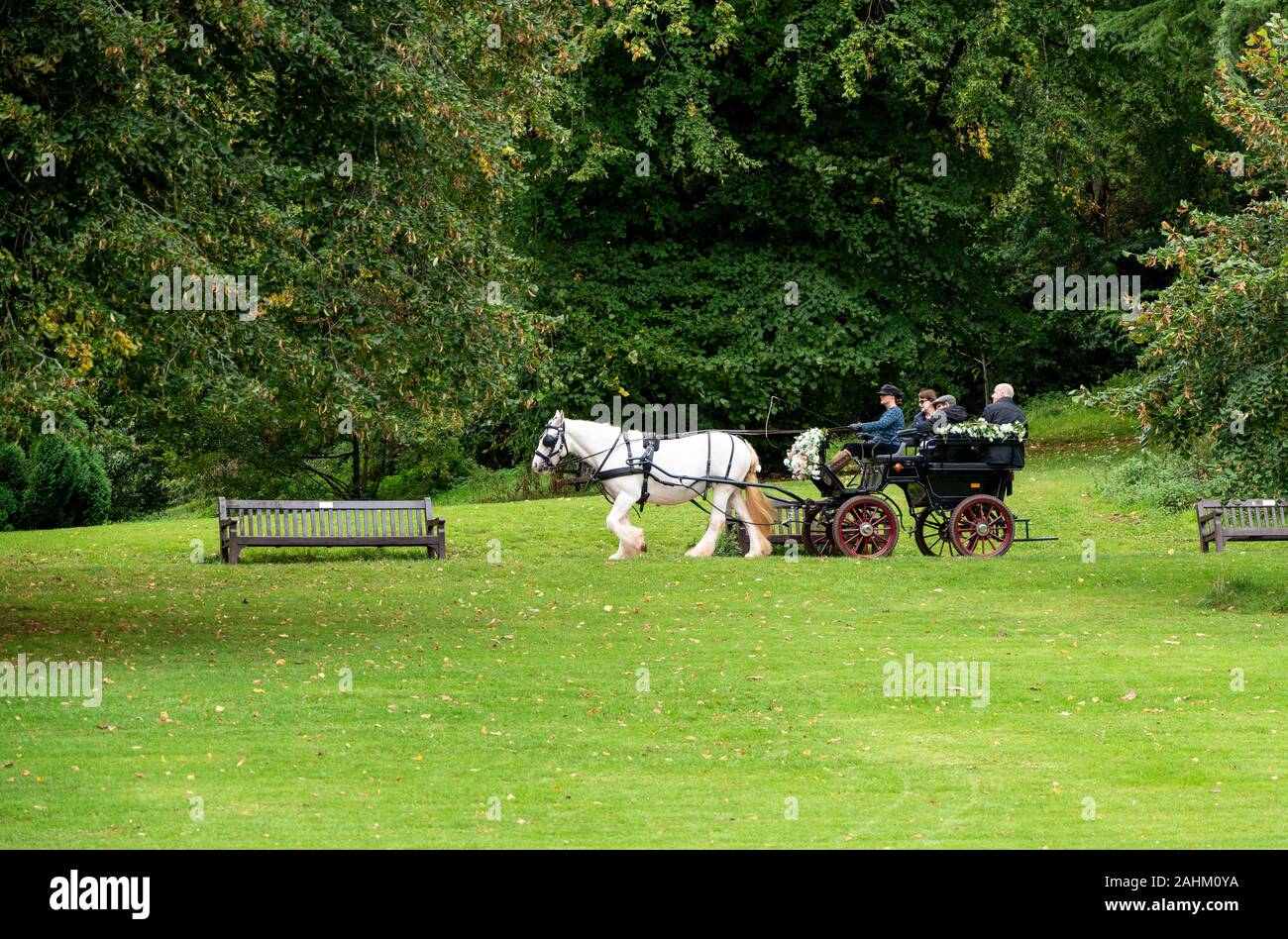Torquay, UK - 28 September 2019: Tourists take a horse and carriage ride in Cockington Country park Stock Photo