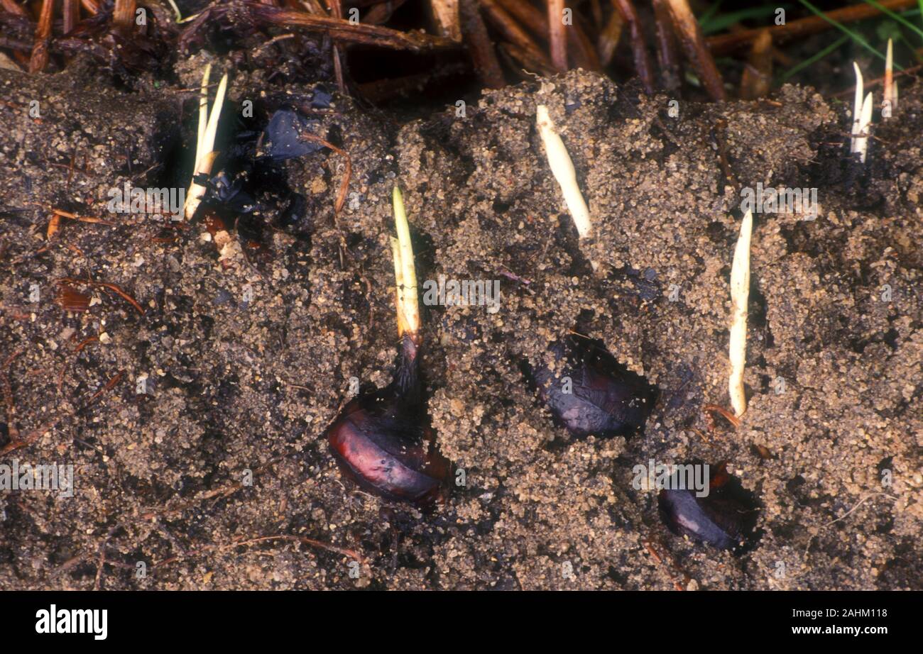 WATER CHESTNUTS (ELEOCARIS DULCIS) GROWING BENEATH THE SOIL, SPROUTING CORMS IN WET SOIL. THE WATER CHESTNUT IS AN AQUATIC VEGETABLE NOT A NUT. Stock Photo