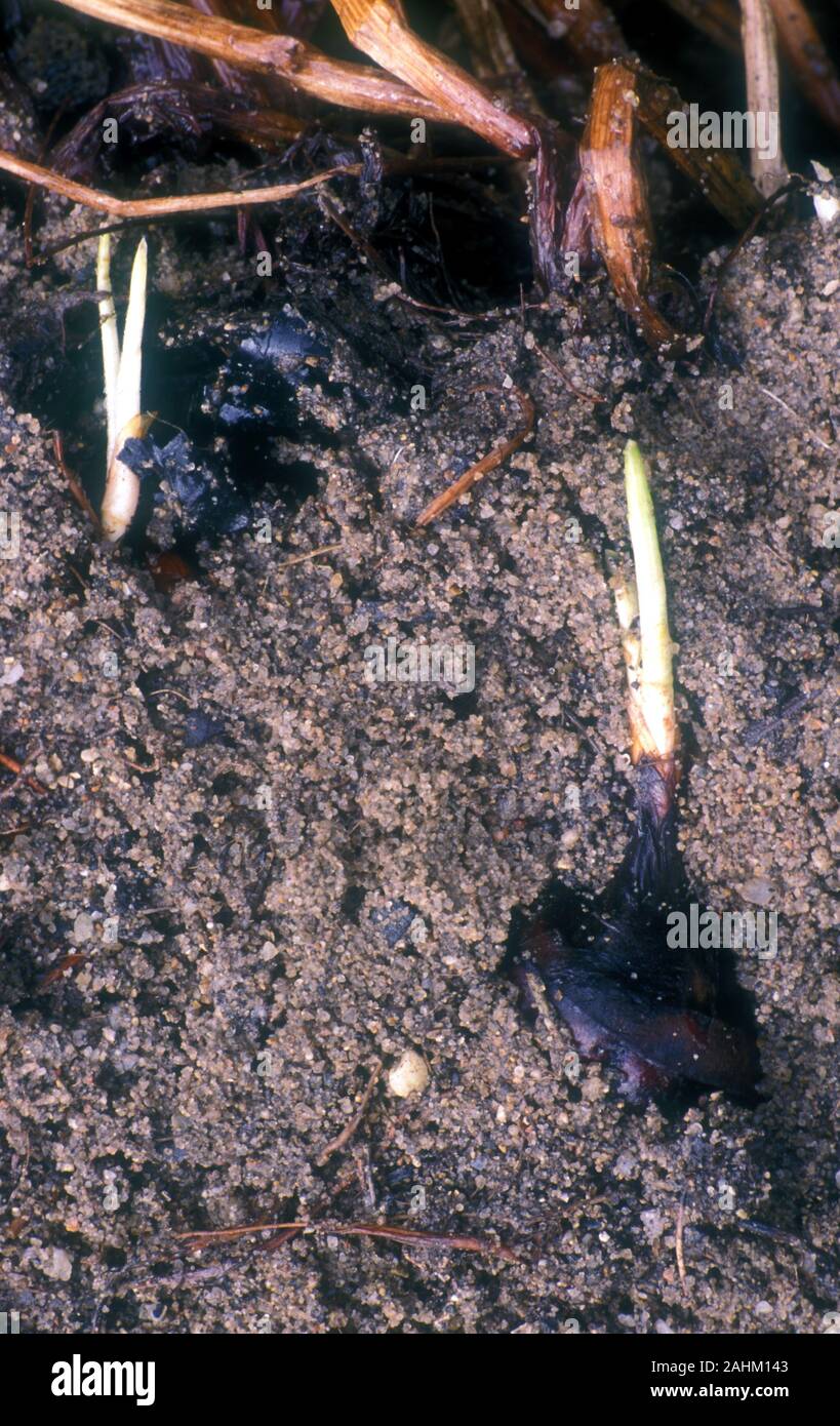 WATER CHESTNUTS (ELEOCARIS DULCIS) GROWING BENEATH THE SOIL, SPROUTING CORMS IN WET SOIL. THE WATER CHESTNUT IS AN AQUATIC VEGETABLE NOT A NUT. Stock Photo