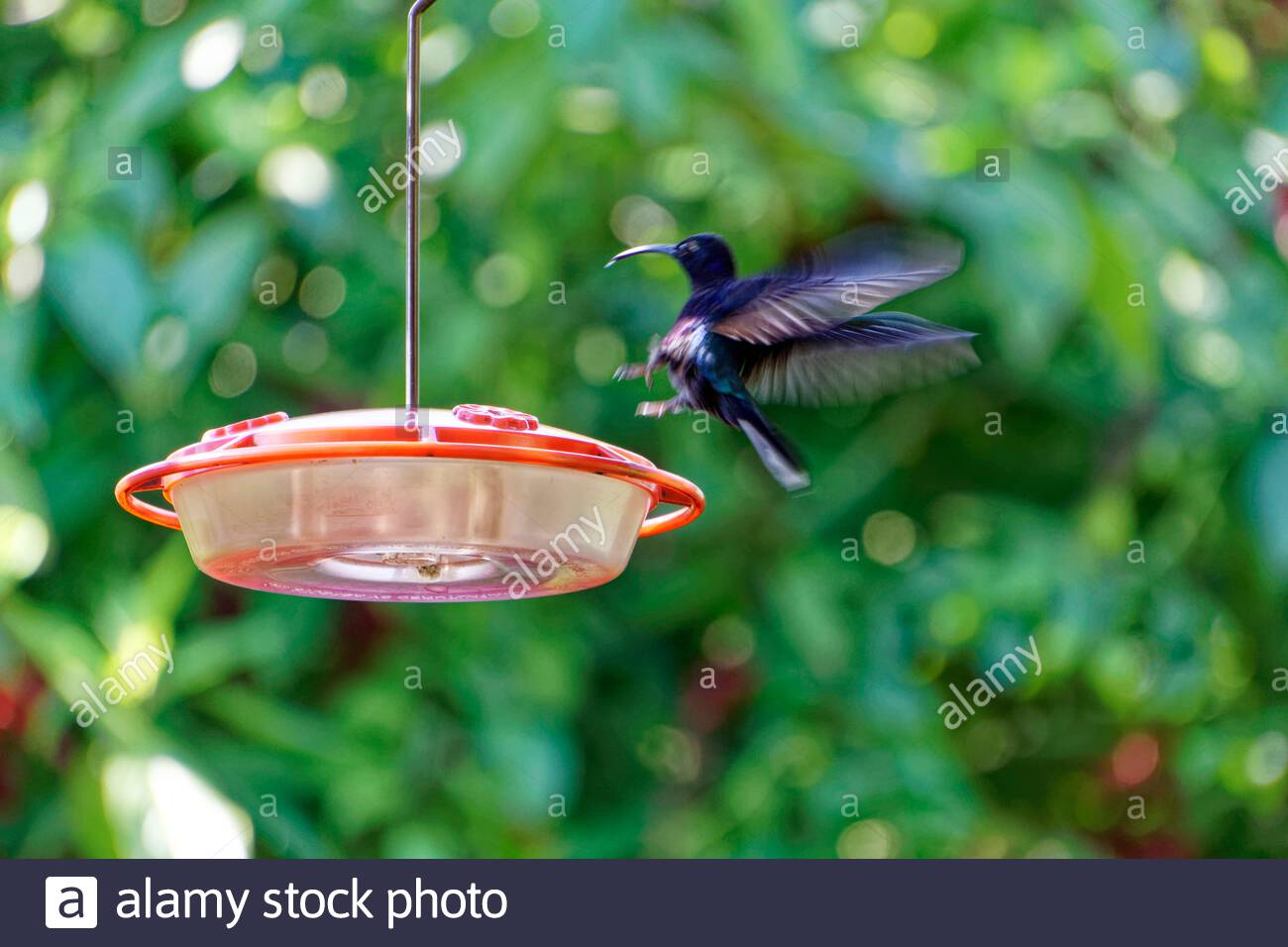 Violet Sabrewing Hummingbirds Stock Photos Violet Sabrewing