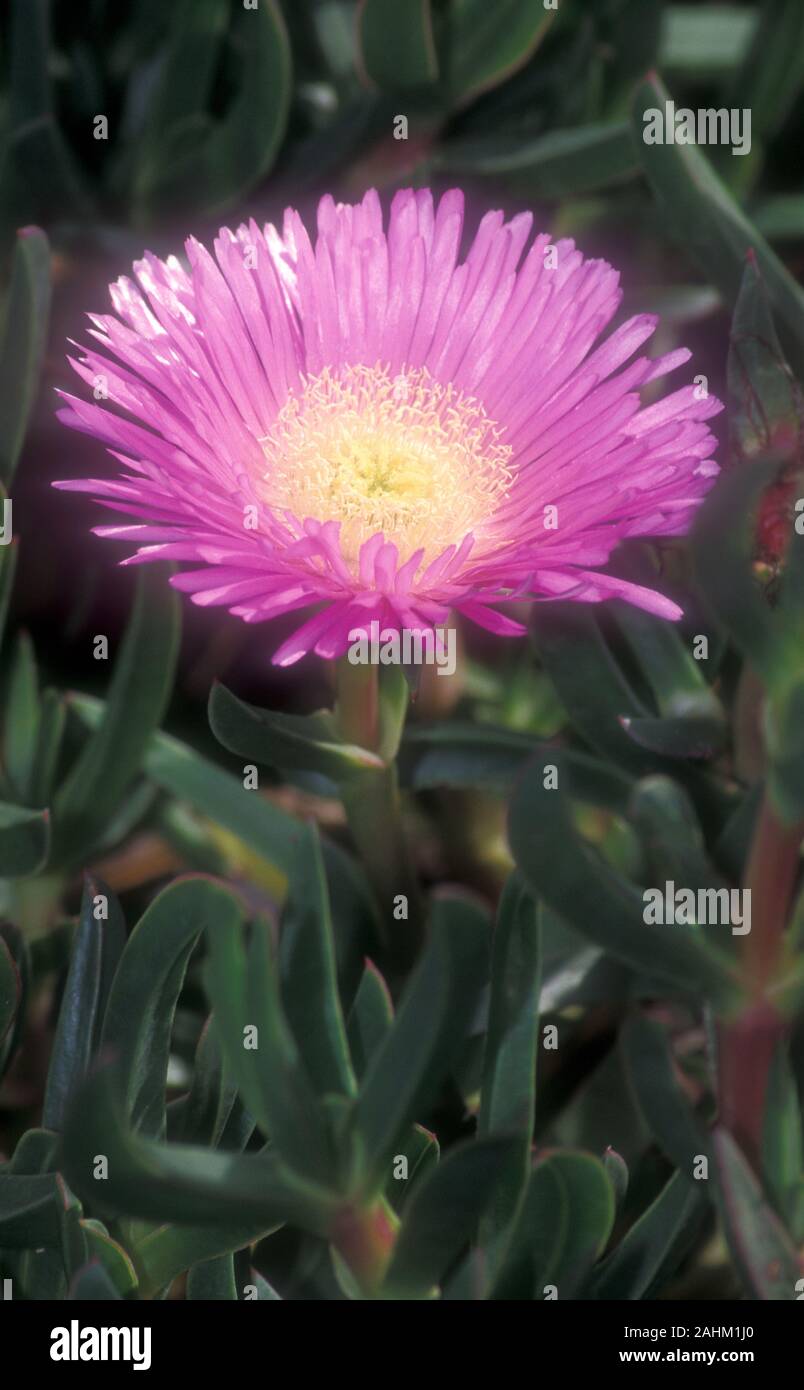 PINK LAMPRANTHUS SPECTIBILIS (TRAILING ICE PLANT) IS A TENDER PERENNIAL WITH A HABIT OF SPRAWLING AND IS AN EXCELLENT GROUNDCOVER PLANT. Stock Photo
