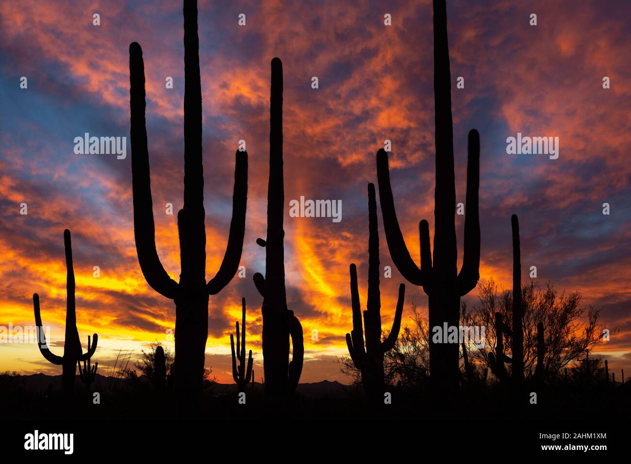 Arizona desert sunset hi-res stock photography and images - Alamy