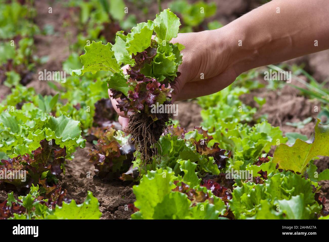 hand of woman gathering lettuce in the garden Stock Photo