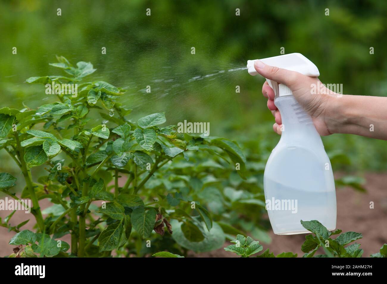 hand spraying leaves of potatoes against pests in the garden Stock Photo