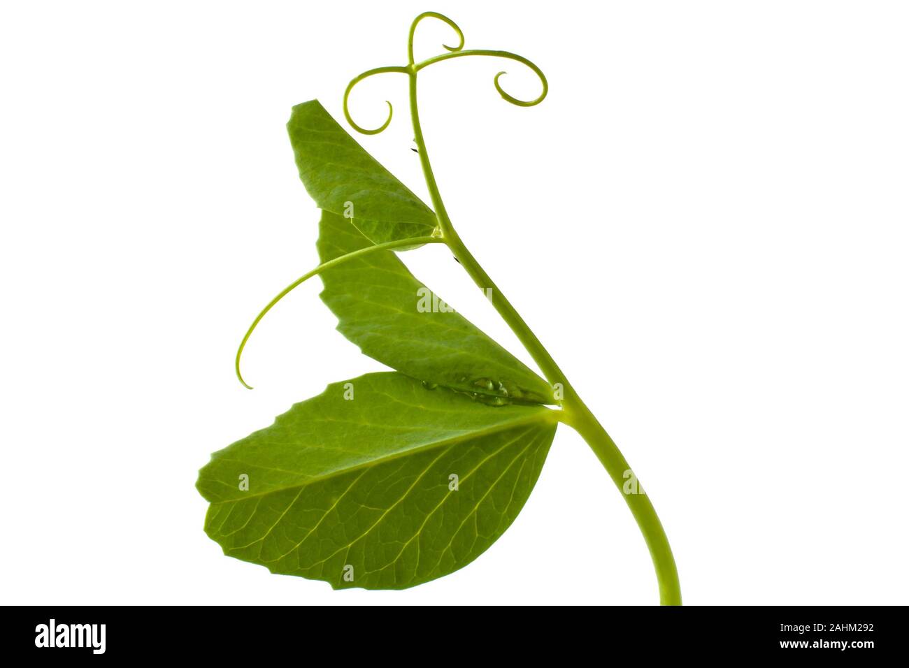 pea leaf with tendril on a white background Stock Photo