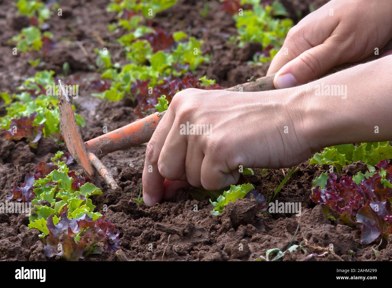 hands weeding of lettuce in the vegetable garden Stock Photo