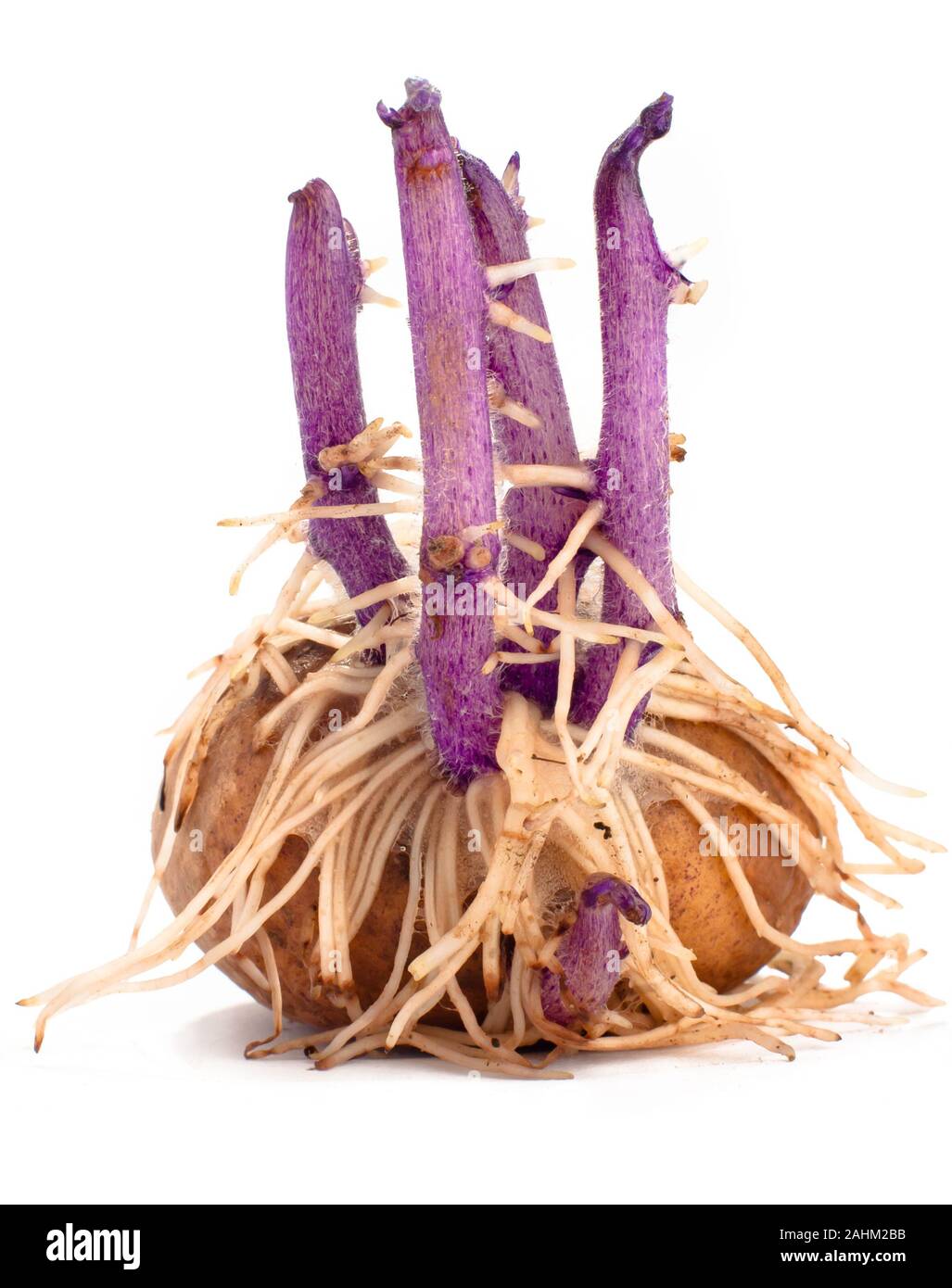 potato tuber with lilac sprouts and roots on white  background Stock Photo